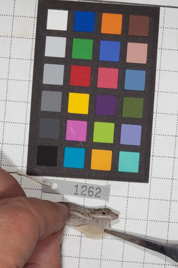 Media type: image;   Herpetology R-190680